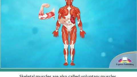 Excel 8 module 4 Muscles