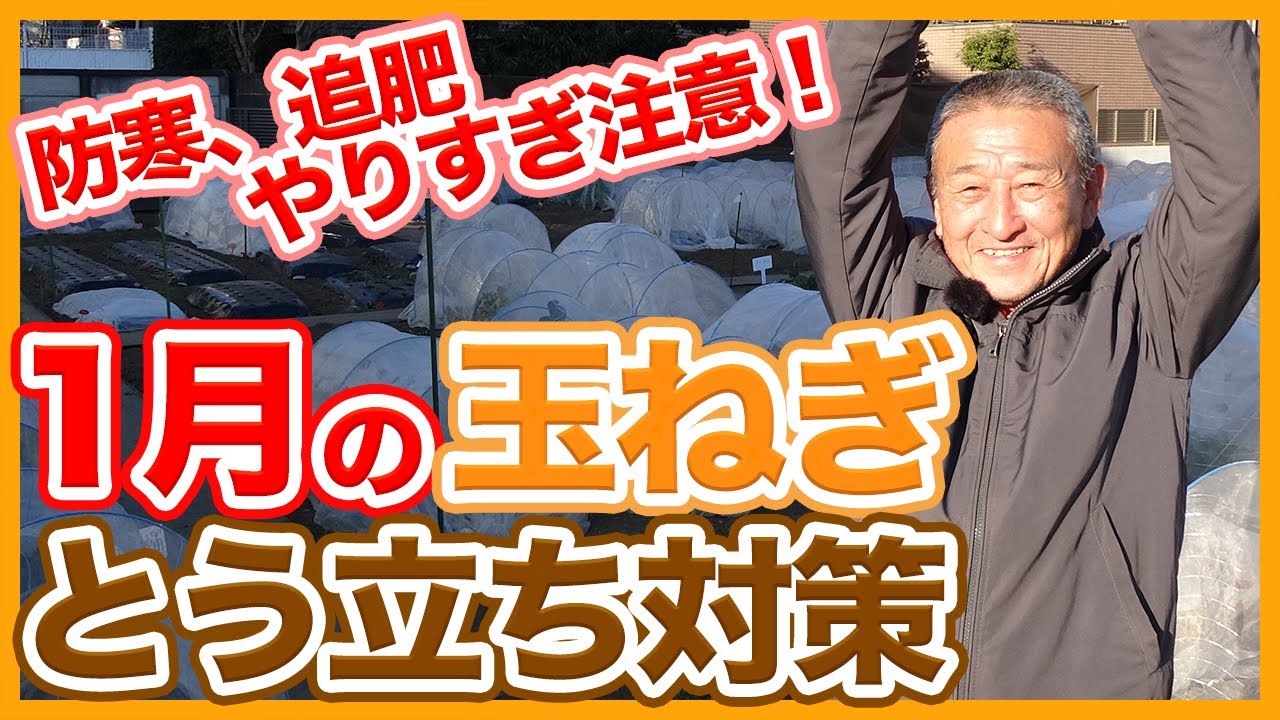 Tips for delaying onion burrowing learned from a Japanese farmer
