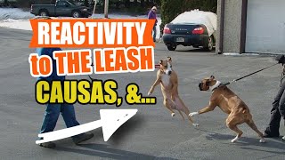 REACTIVITY to the LEASH in DOGS 🦮 (The Truth) by Veterinary Network 32 views 1 month ago 4 minutes, 44 seconds