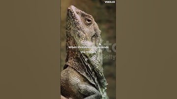 Fascinating Animal Fact (Frilled Lizard)