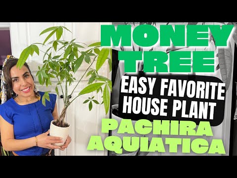 MONEY TREE (PACHIRA AQUATICA) Care Tips and Repot with me?Growing Big LEAVES!