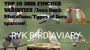 TOP 10 JAVA FINCHES VARIETIES/Java finch Mutations/Types of Java sparrow.             Video No:23