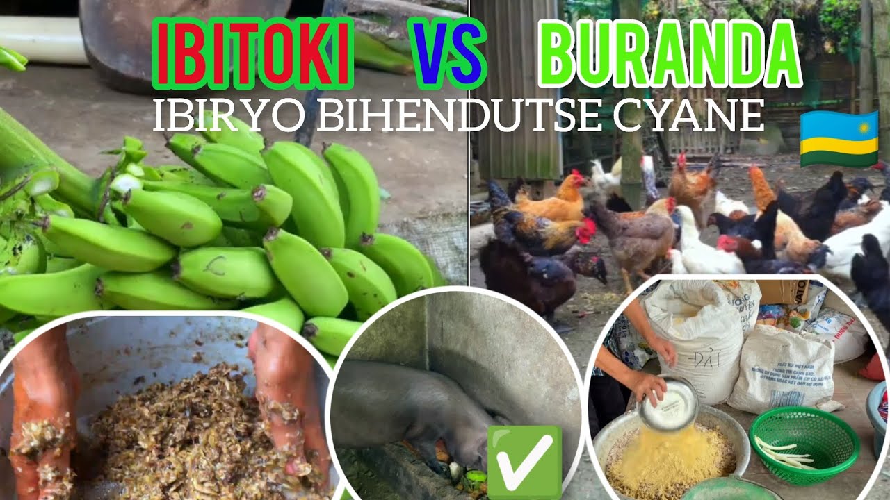 IBITOKI 🍌 Uko wakwikorera IBIRYO BIHENDUTSE by’amatungo ukoresheje ibitoki (Banana Feeds) 