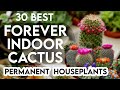 30 best indoor cactus plants for home  permanent indoor cactus  cactus identification