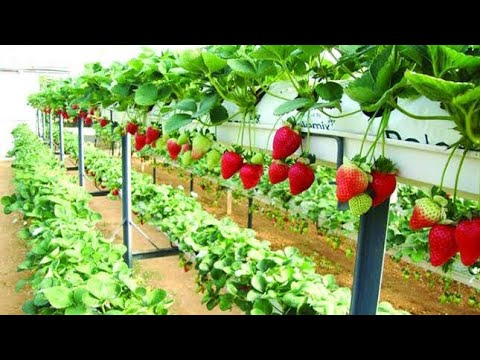 Çilek Hangi Mevsimde Yetişir? - YouTube