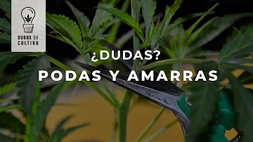 Como fazer poda apical?