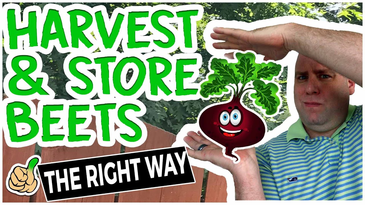 Harvesting Beets | When to Pick Beets & Store Them Long Term