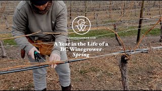 Da Silva - planting, pruning & tying down SPRING
