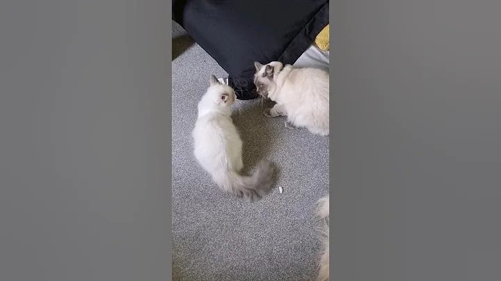 Watch the video about Ragdoll Cats Playing #cat #ragdoll #like #enjoy #youtube #fyp #viral #love #cute #adorable #play