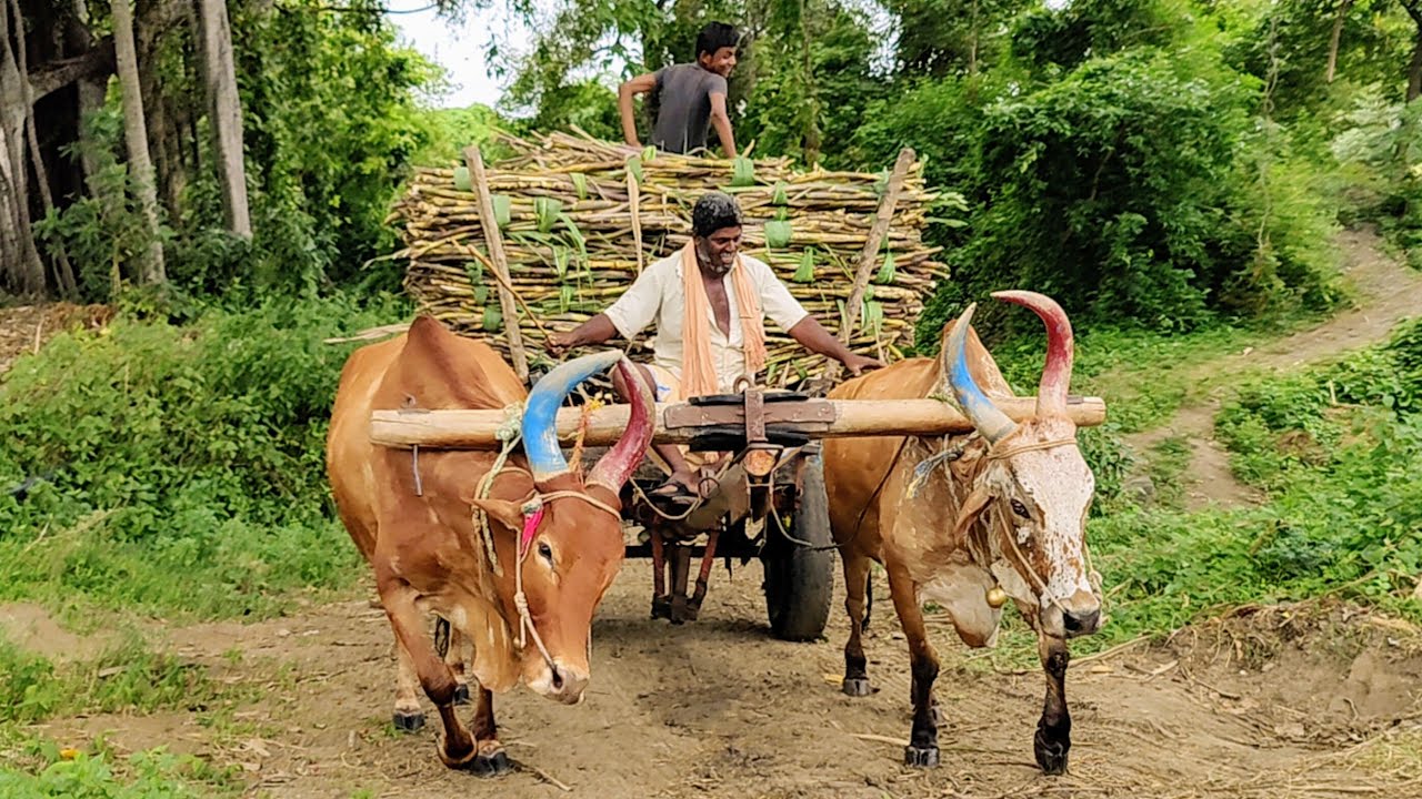 Country Bullock Cart Fully Loading Sugarcane
