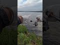 ловля окуня в непогоду#fishing #sportfishing #спиннинг #рыбалка #окунь