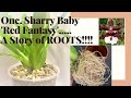 ONC. SHARRY BABY &#39;RED FANTASY&#39; Repotting the &#39;Red Fantasy&#39; from Nicole Deanna