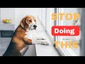 15 Things You Must Stop Doing To Your Dog