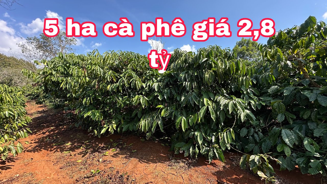 5 Ha Cà Phê Giá 2,8 Tỷ 