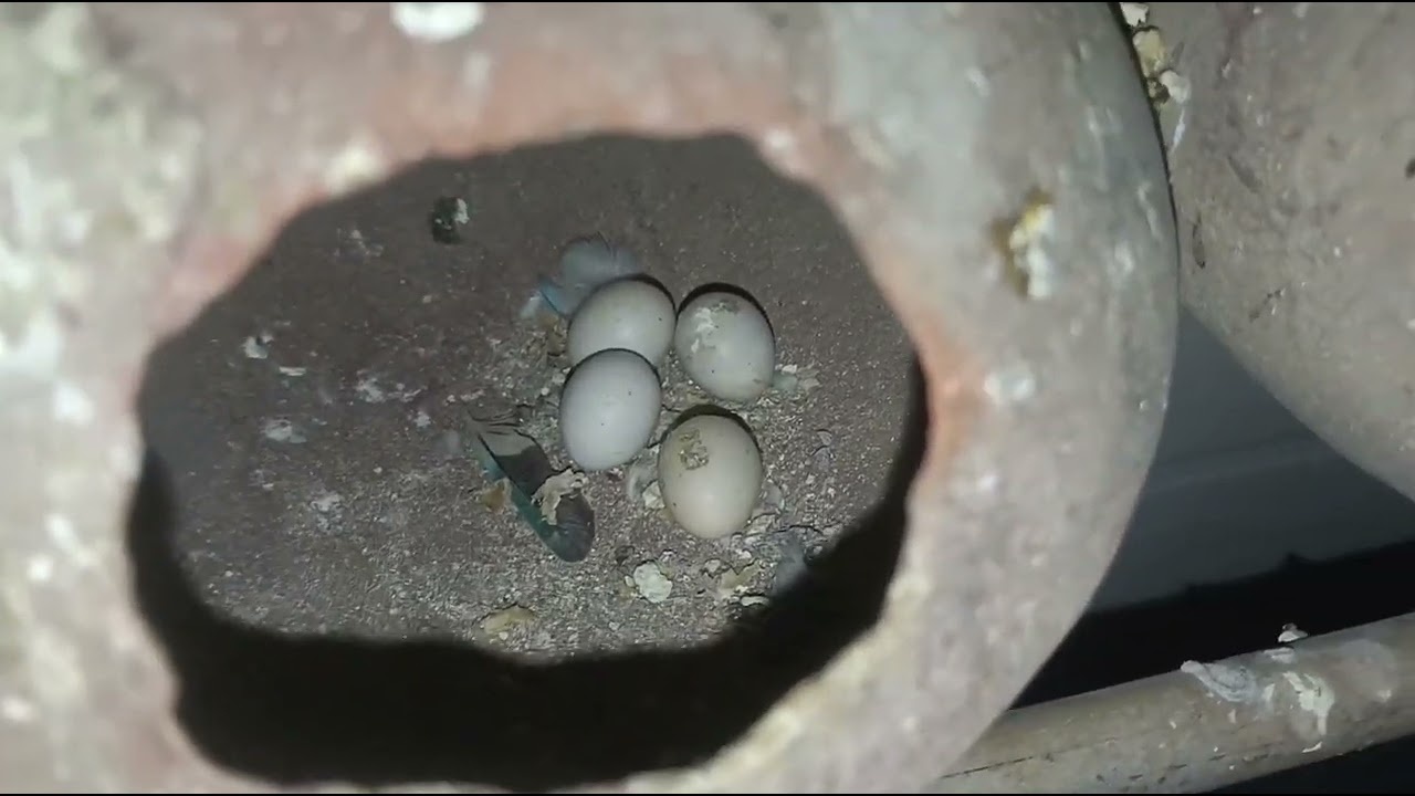 Love birds colony 🥚 & 🐣🐣🐣🐣Growth Koregaon bhima Shinde