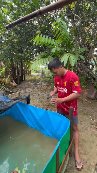memberi umpan lele..