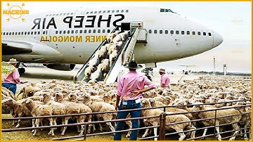 How American Farmers Export Millions of Sheep, Pigs, and Cows by Plane to Processing Factories