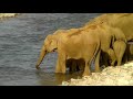 Elephant  group ram gannga River crossing Jim Corbett national park