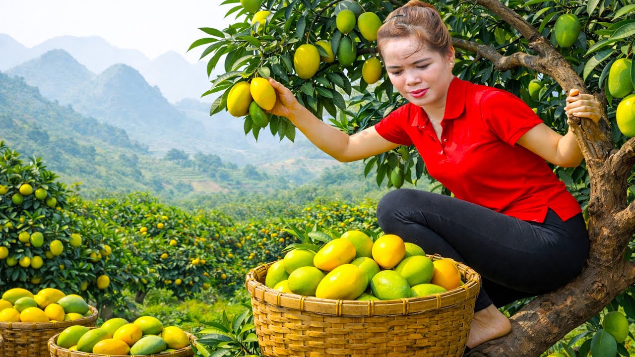 Harvesting Mango " King of Tropical Fruits " Goes To Market Sell,Peaceful Life in the Countryside