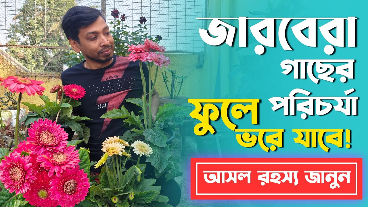 জারবেরা ফুল গাছের সঠিক যত্ন ও পরিচর্যা 🌸  বেশি ফুল পাওয়ার গোপন রহস্য   Gerbera Plant Care