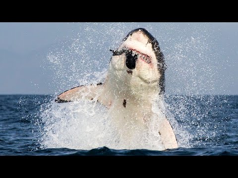 Видео: Акула Мако: снимка и описание. Скорост на атака на акула Мако