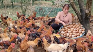 Chicken care.  The reward from raising chickens is to harvest many eggs.  (Episode 130).