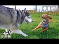 Huge Husky Calls Tiny Puppy in to Play!