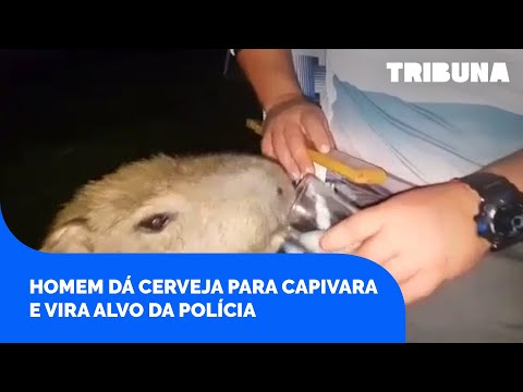 Homem dá cerveja para capivara e vira alvo da polícia