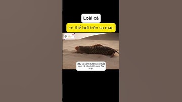 Loài cá có thể bơi trên sa mạc #shorts