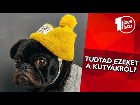 Videó: Hogyan kell kezelni a galandférgeket kutyákban: 9 lépés (képekkel)