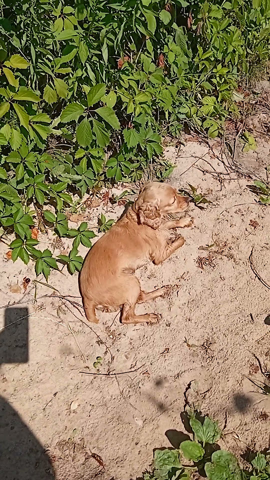Мальдивы в Афонино.Welcome!) #дача #garden #puppy #собака #лето # ...