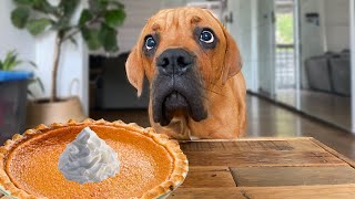 Leaving my blind dog alone with Pumpkin Pie! (Leave it Challenge)
