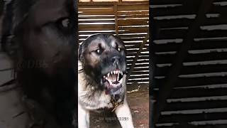 Most Aggressive 'TURKISH KANGAL DOG'  #shorts