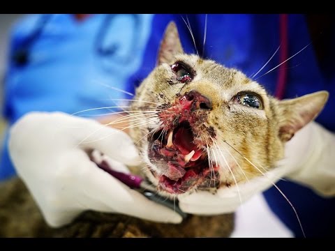 Video: Arytmier Etter Blunt Heart Trauma In Cats