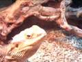 Pogona