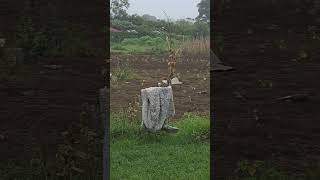 Free ranging chickens in the rural area set up.lots of space to hunt bugs, scratch and roam freely