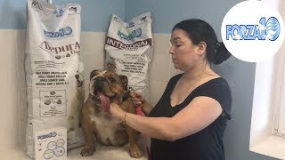 Какие Лечебные Корма Выбрать Для Собаки? Сухие Корма для Собак с Проблемами ЖКТ. Меню Для Собак Какие Лечебные Корма Выбрать Для Собаки? Сухие Корма для Собак с Проблемами ЖКТ. Меню Для Собак
