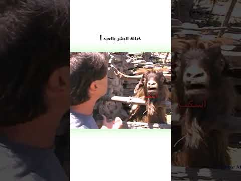 خيانة البشر بعيد الأضحى دبلجة مضحكة عيد الاضحى اكسبلور السعودية دوبلاج My Kingo Shorts 