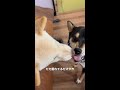 やっぱりこれを見てるのが好きw #Shorts