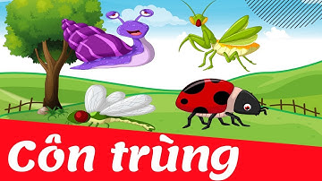 Dạy bé học nhận biết các loài côn trùng trong tự nhiên | con bướm, con chuồn chuồn | Giáo dục sớm