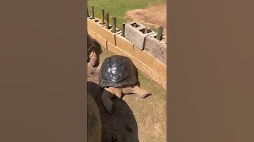 Giant tortoise videos #Shorts 1