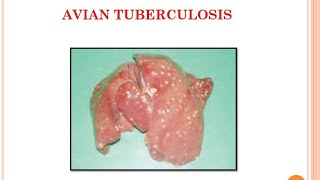 {1}Avian Tuberculosis...#VeterinaryPathology