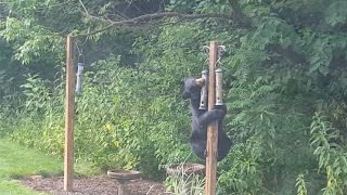 Bear Attempts To Steal Bird Food And Fails