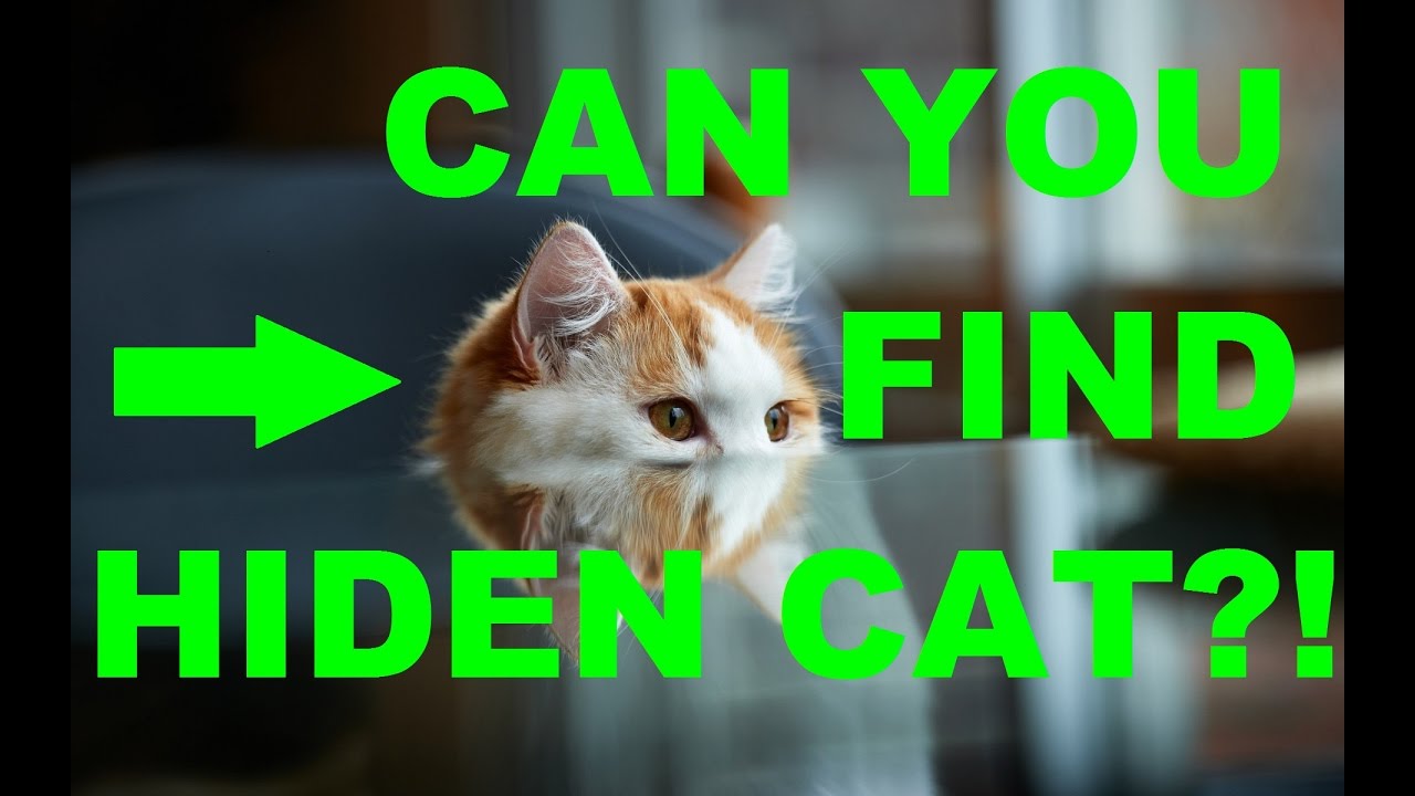  Can  You  Find The Hidden Cat  99 Will Fail YouTube