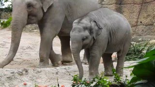 お食事する子ゾウのOmysha　2016 0129