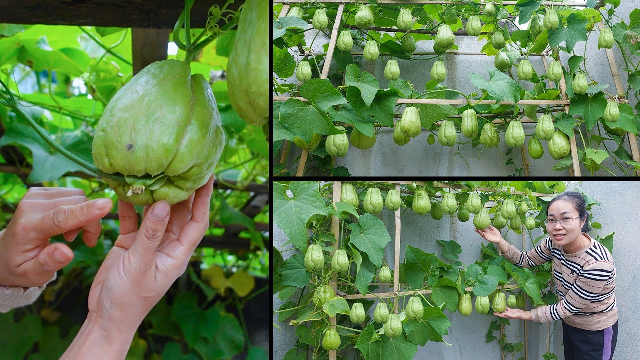 Growing Chayote from a Mature Sprouted Fruit!