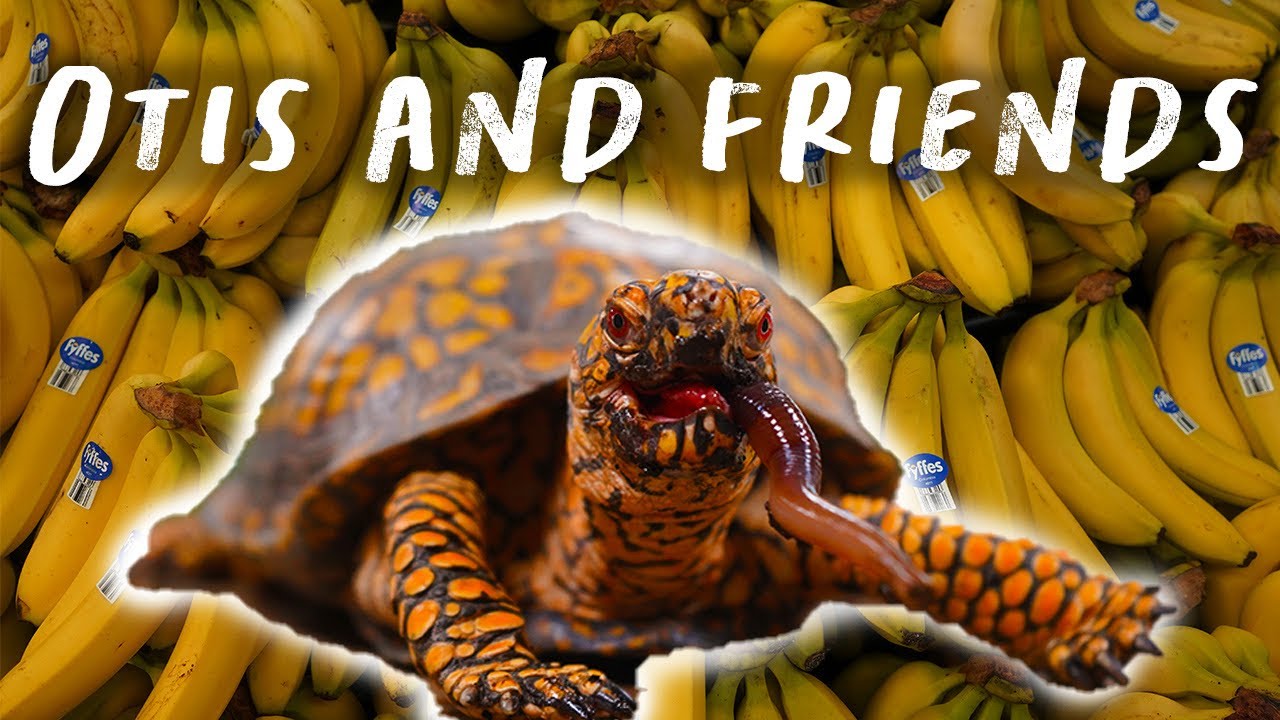 Grocery Shopping For Reptiles!