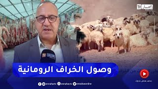 غرداية: وصول أولى الدفعات من الخراف 