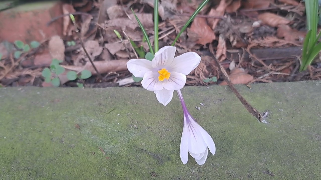 White Crocus 