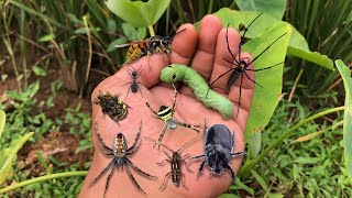 caught various types of beautiful small spiders‼found hornets, green caterpillars, hercules beetles